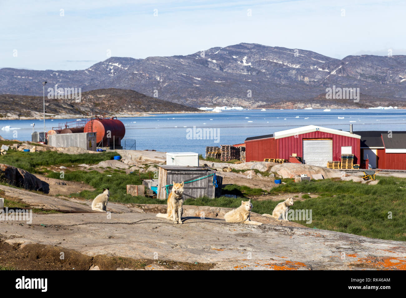 Sled Dogs in Rodebay, Greenland Stock Photo