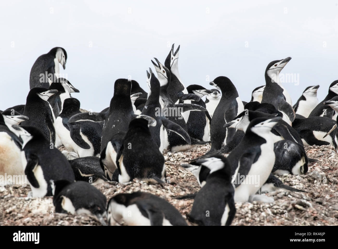 Chinstrap penguin group of adults calling and displaying in breeding ...