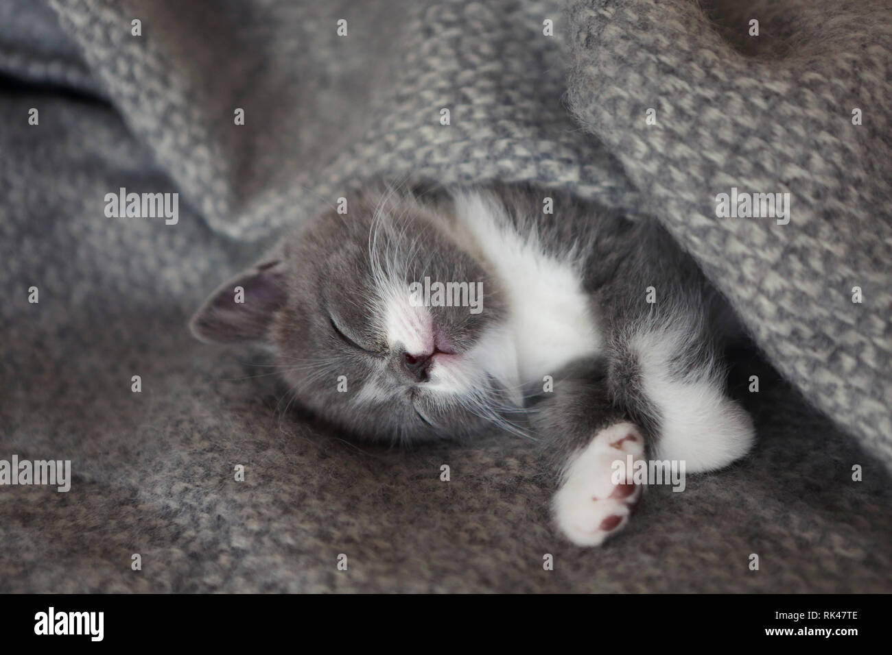 Cute little British shorthair kitten sleeping on the bed Stock Photo