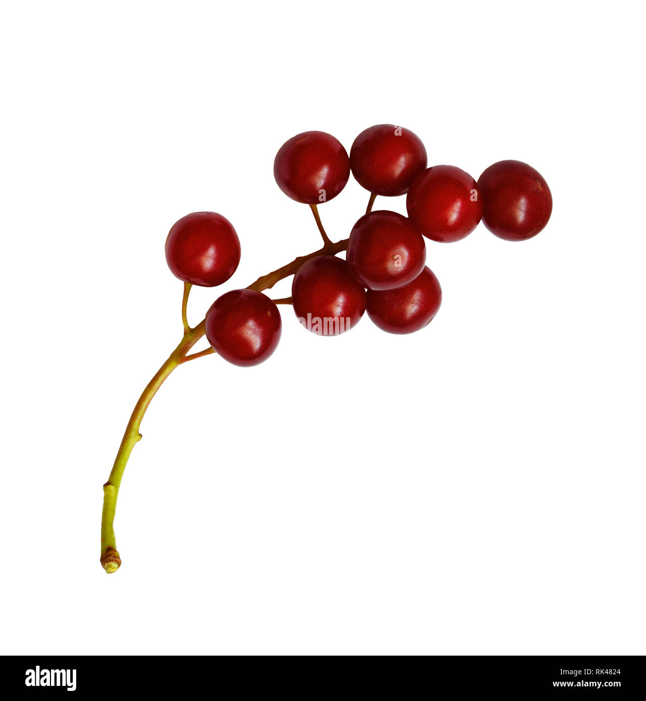Red bird-cherries isolated on white Stock Photo