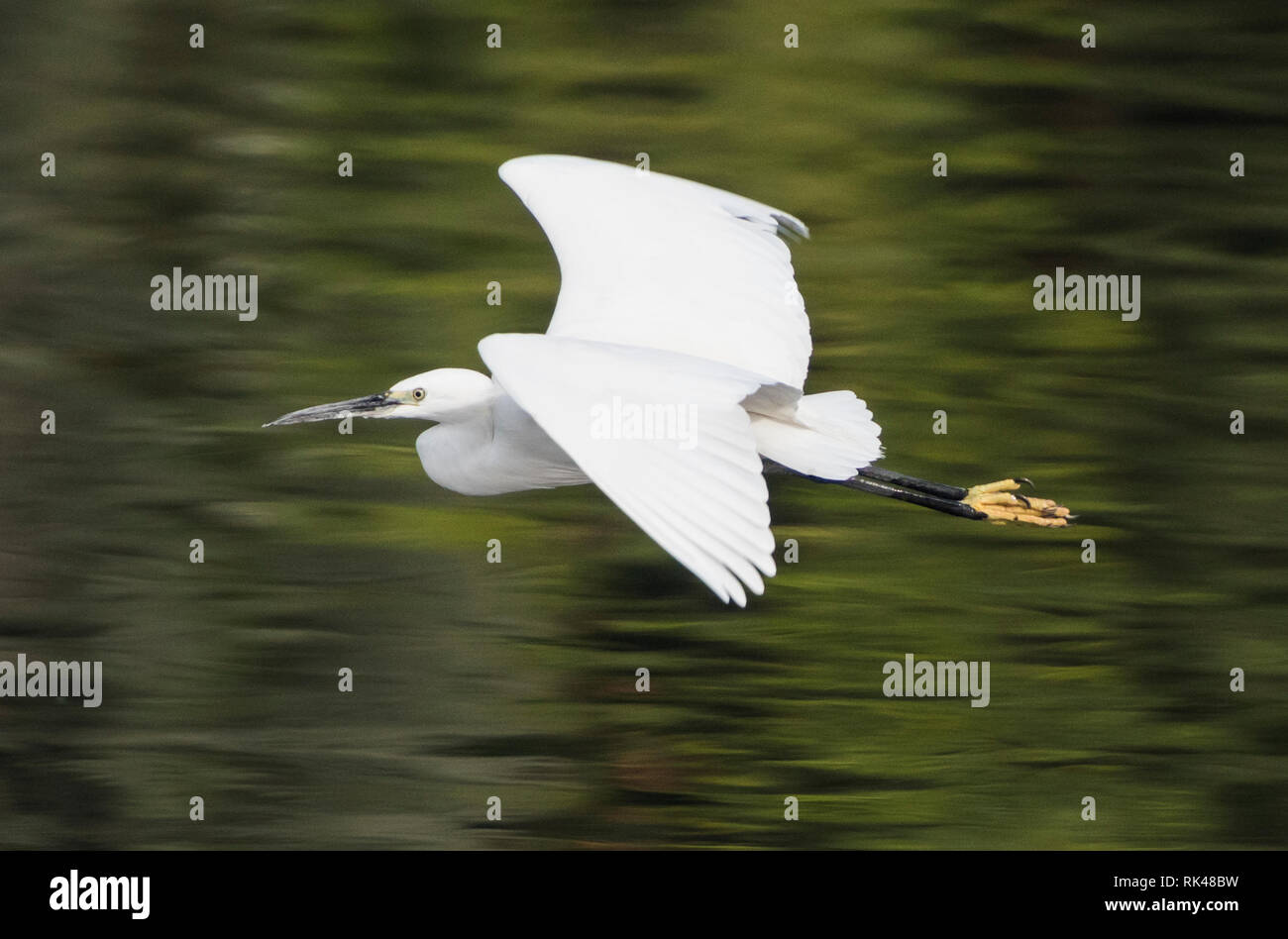 Little egret egretta garzetta wild bird in flight over water with river rural background landscape Stock Photo
