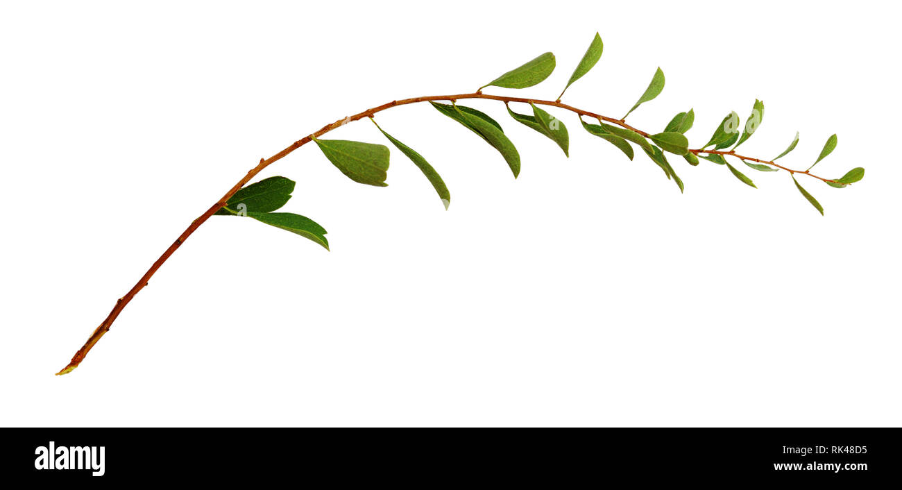 Twig with small green leaves isolated on white background Stock Photo ...