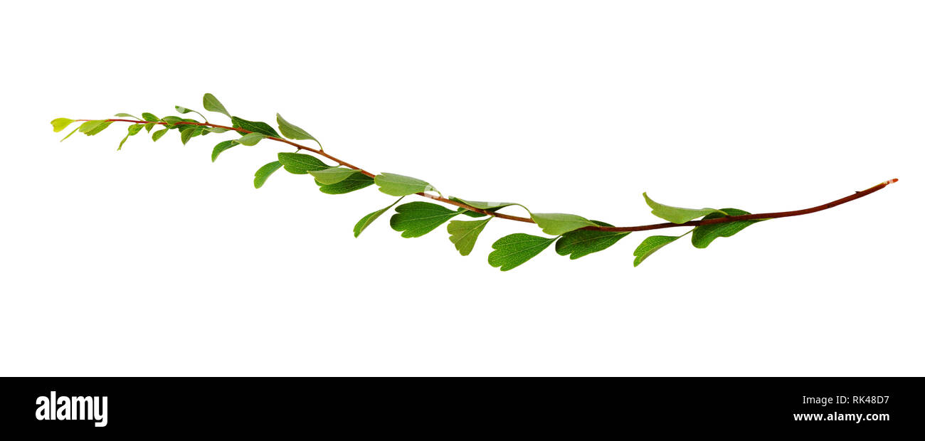 Twig with small green leaves isolated on white background Stock Photo ...