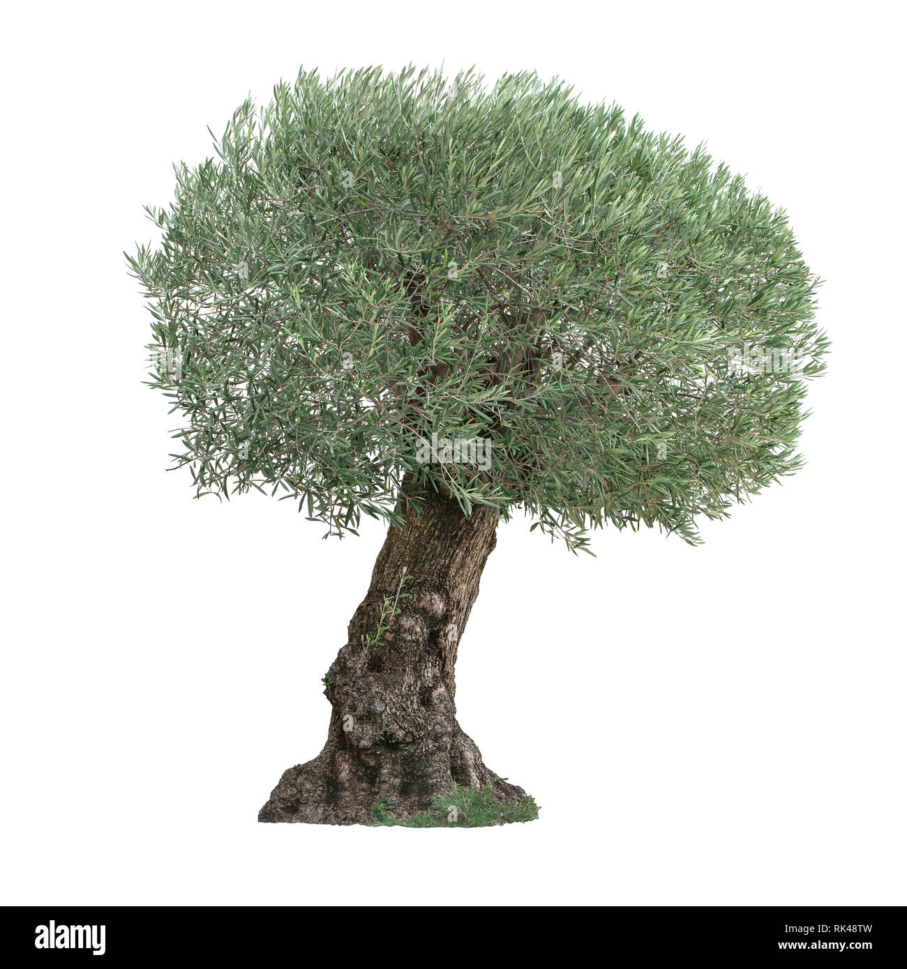 Olive bonsai potted colorful 15 cm diameter