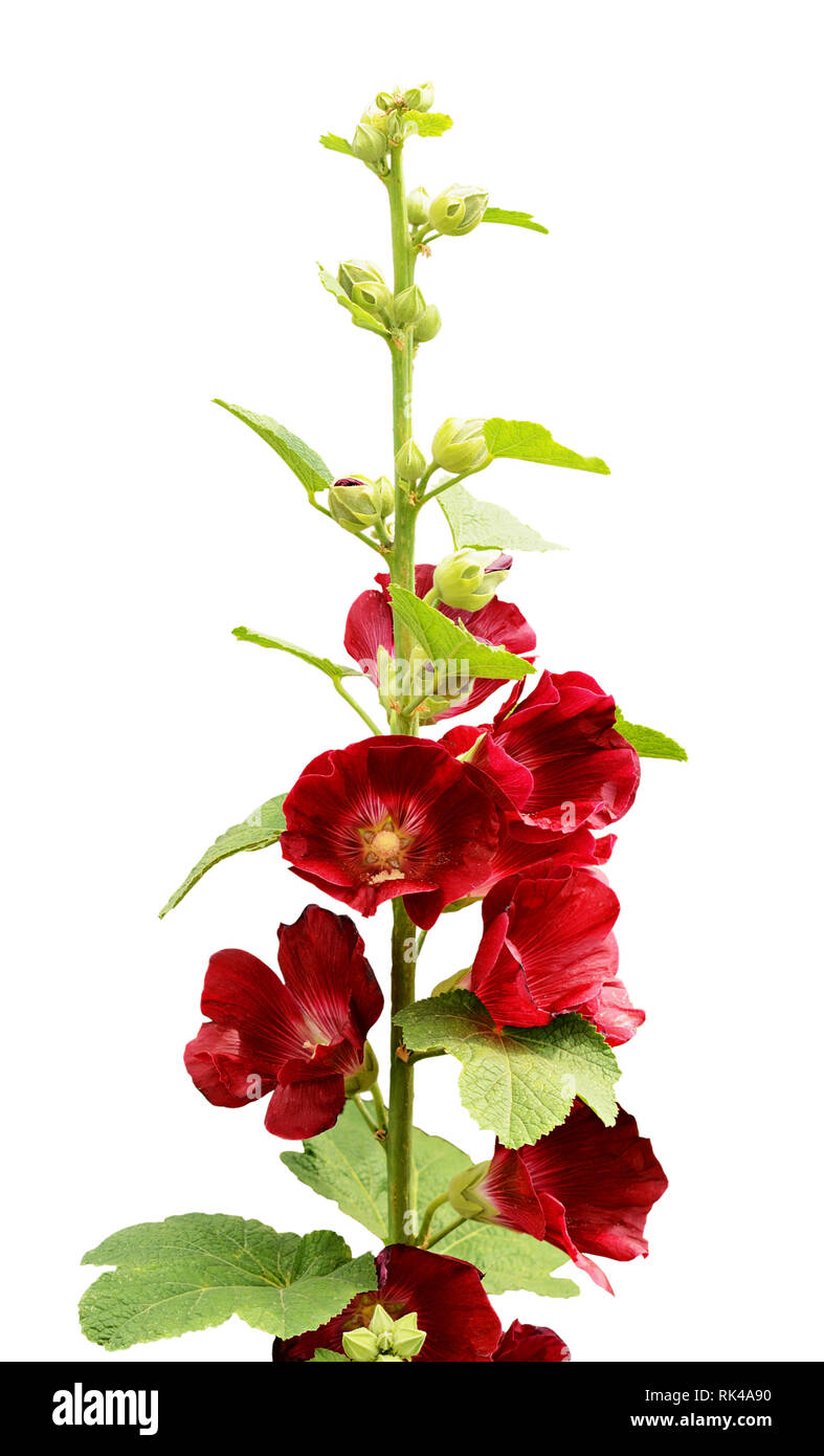 Mallow flowers isolated on white Stock Photo - Alamy