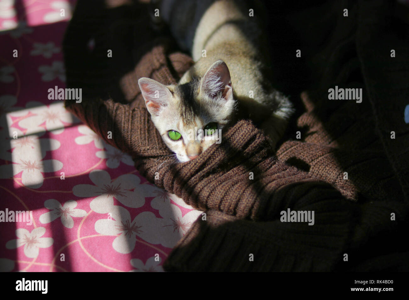 cat being playful Stock Photo Alamy