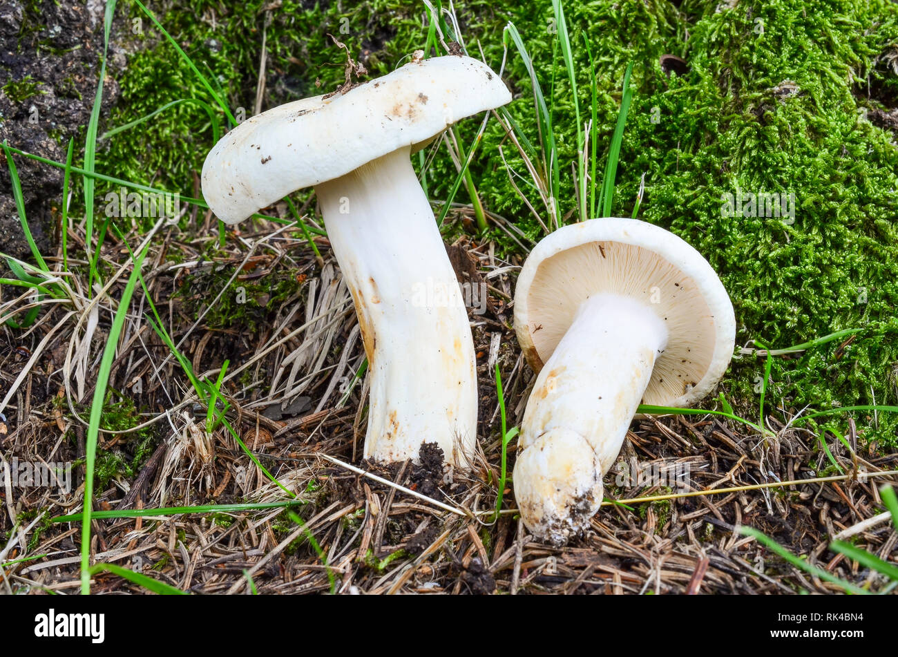 Lactarius piperatus or Peppery milkcap, widespread and popular edible mushroom, well known for its peppery, white milk Stock Photo