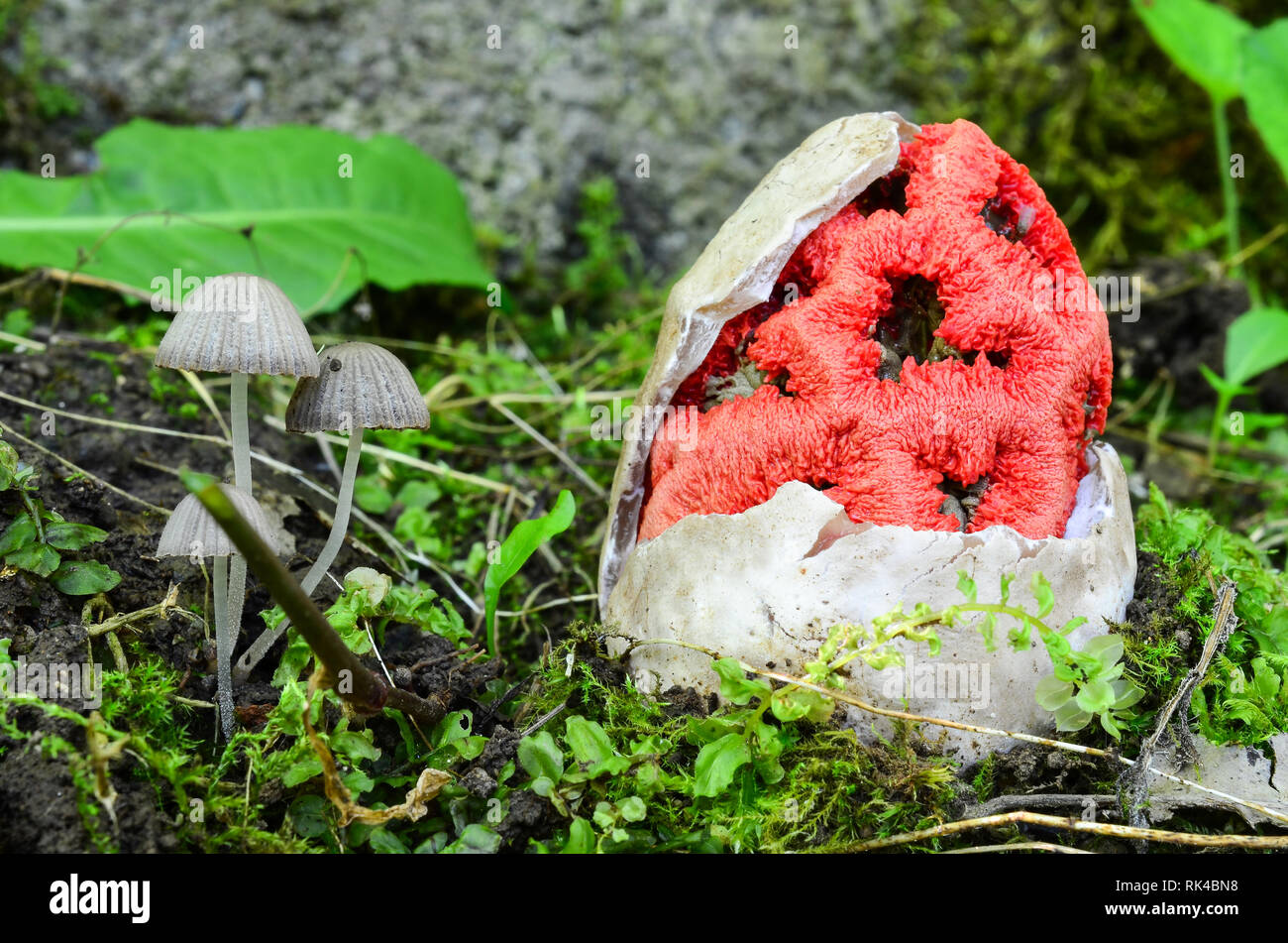 Clathrus ruber in the middle phase of development, common name Witch heart, Red cage or Red lantern mushroom, extraordinary and beautiful, but smelly  Stock Photo