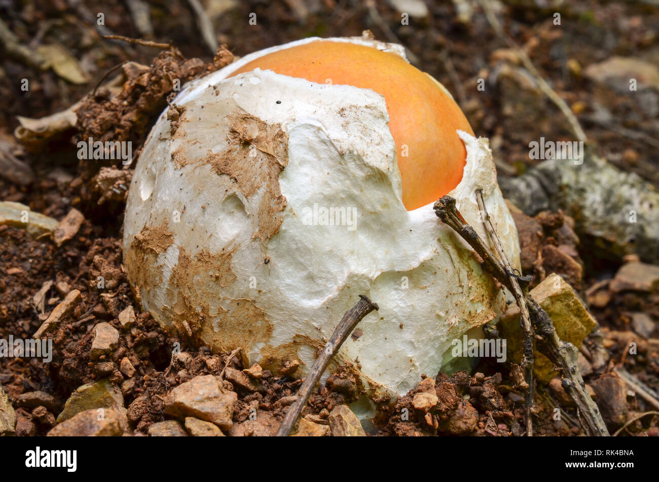 Very young, still egg-shaped, edible, delicious and nutritive  Amanita caesarea or Caesar's mushroom in natural habitat Stock Photo