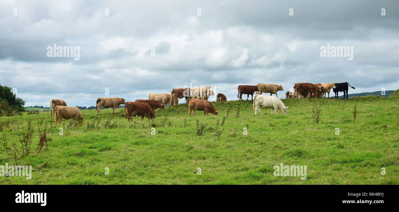 A herd of cattle on Holy Island in Lough Derg, Ireland, living free there in the summertime. Stock Photo