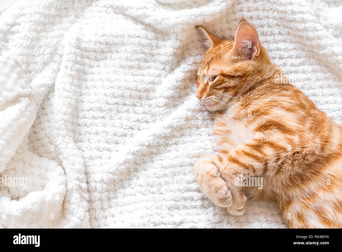 Ginger cat sleeping on bed hi-res stock photography and images - Alamy