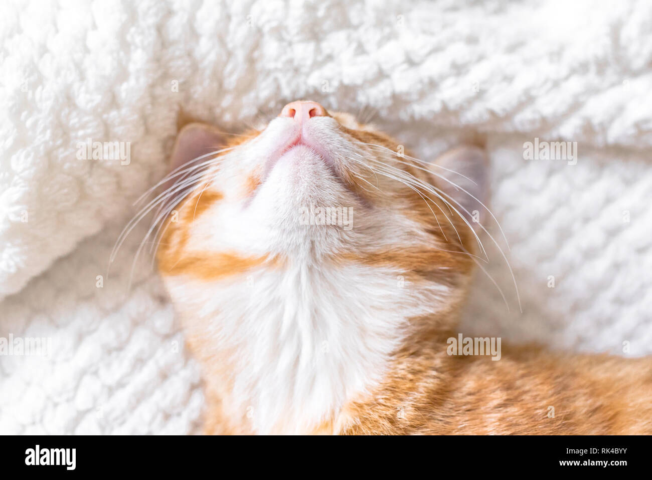 Ginger cat sleeping on soft white blanket, close up portrait, cozy home ...