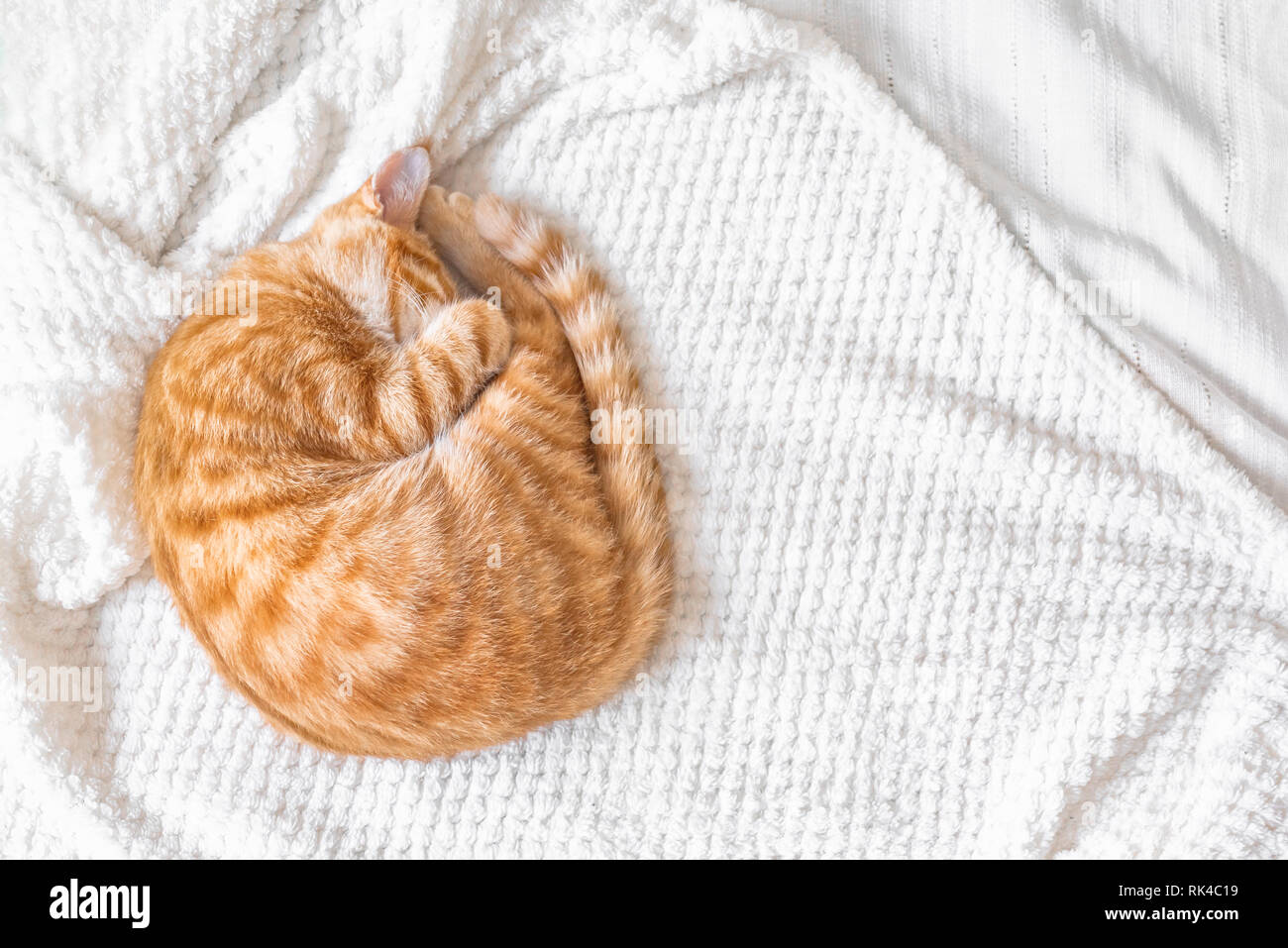 Ginger cat sleeping on soft white blanket, cozy home and relax concept, cute red or ginger little cat. Stock Photo