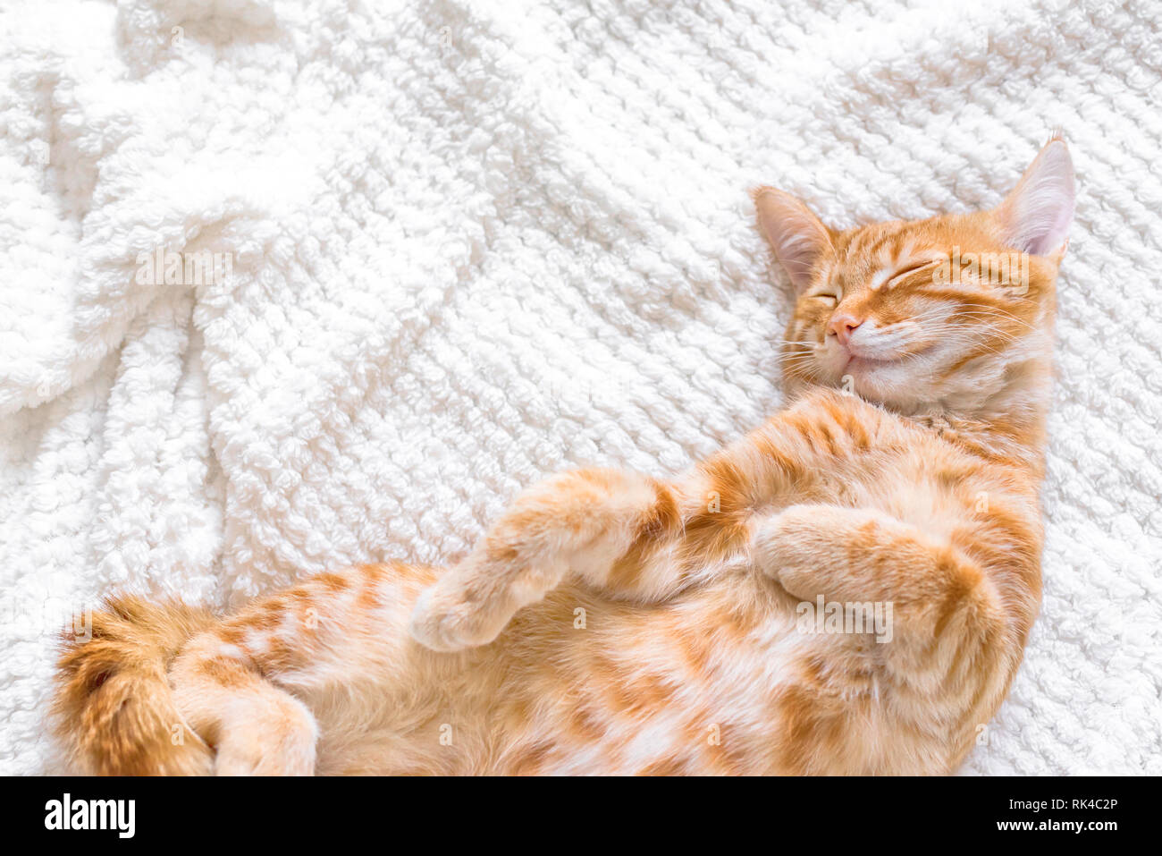 Ginger cat sleeping on soft white blanket, cozy home and relax concept ...