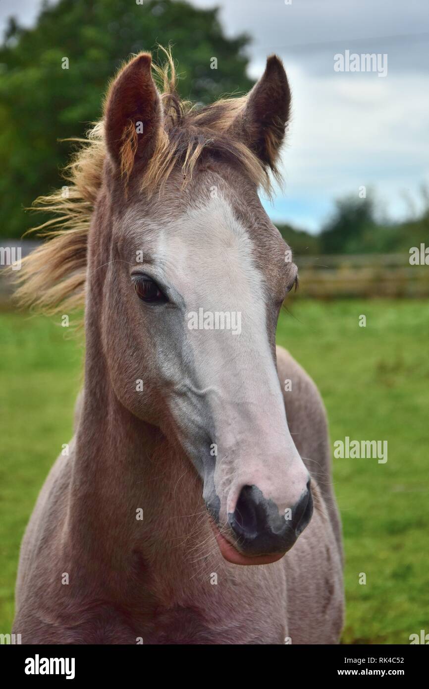 Portrait of a pretty foal in Ireland, County Clare, with a broad blaze. Stock Photo