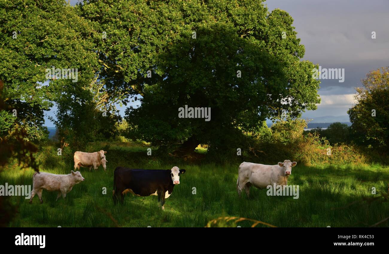 Some cattle in wonderful irish landscape in the evening sun. Mountshannon, Ireland. Stock Photo