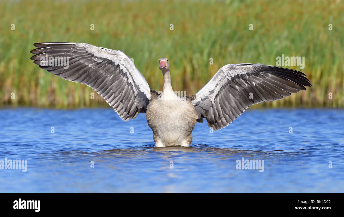Greylag goose with its wings spread, standing in shallow water Stock Photo