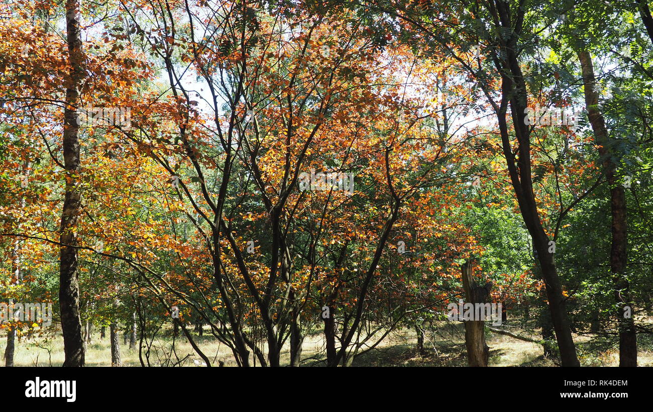 De Veluwe Stock Photo