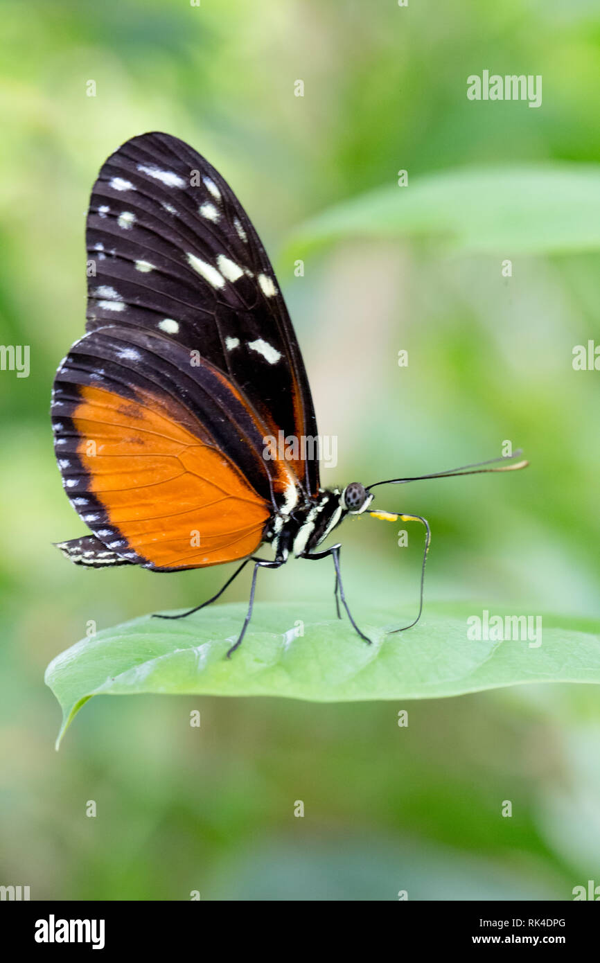 Black and orange butterfly (papilionem) on a green leaf Stock Photo Alamy