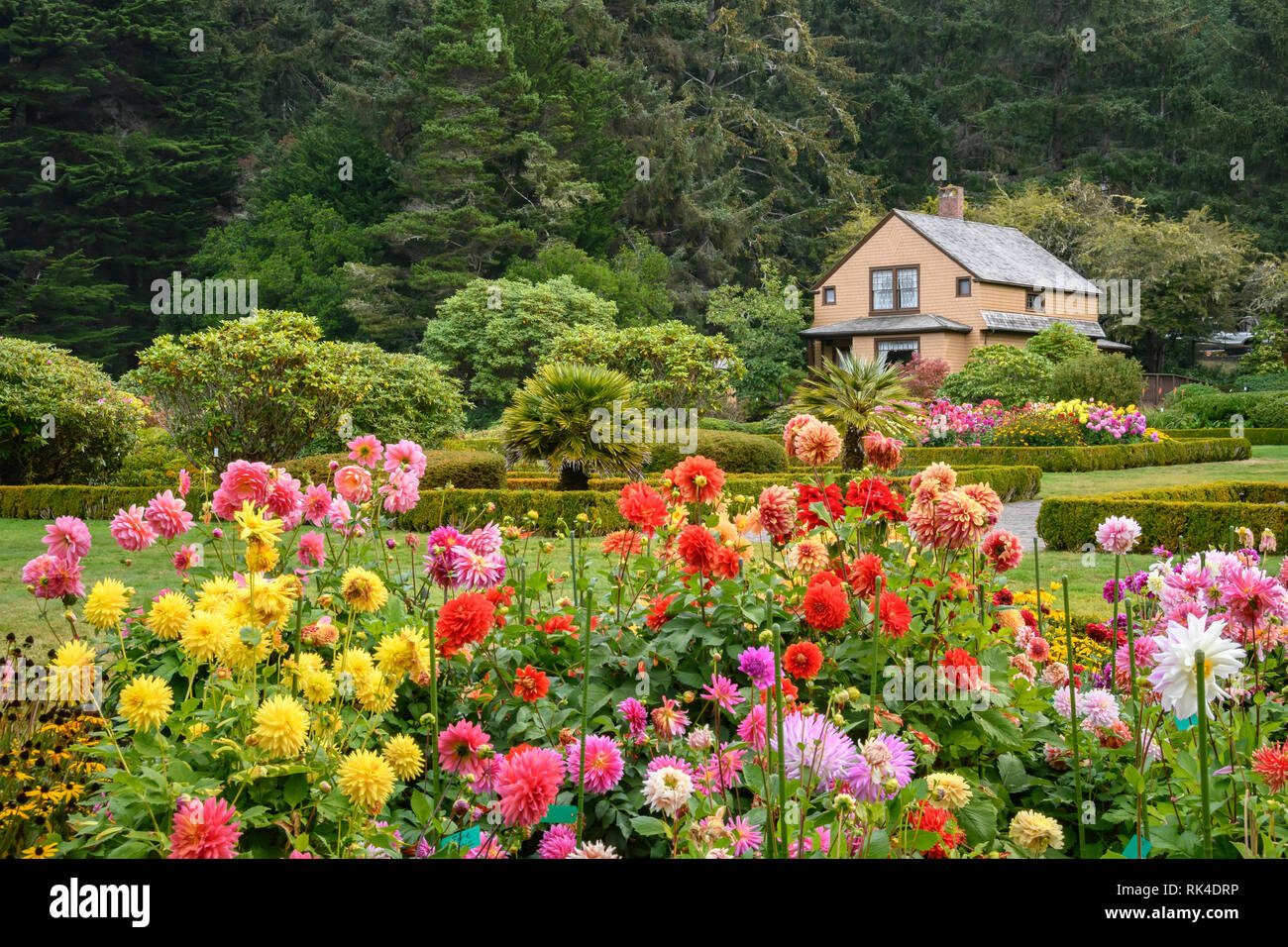 Dahlias and the cottage in the gardens at Shore Acres State Park on the