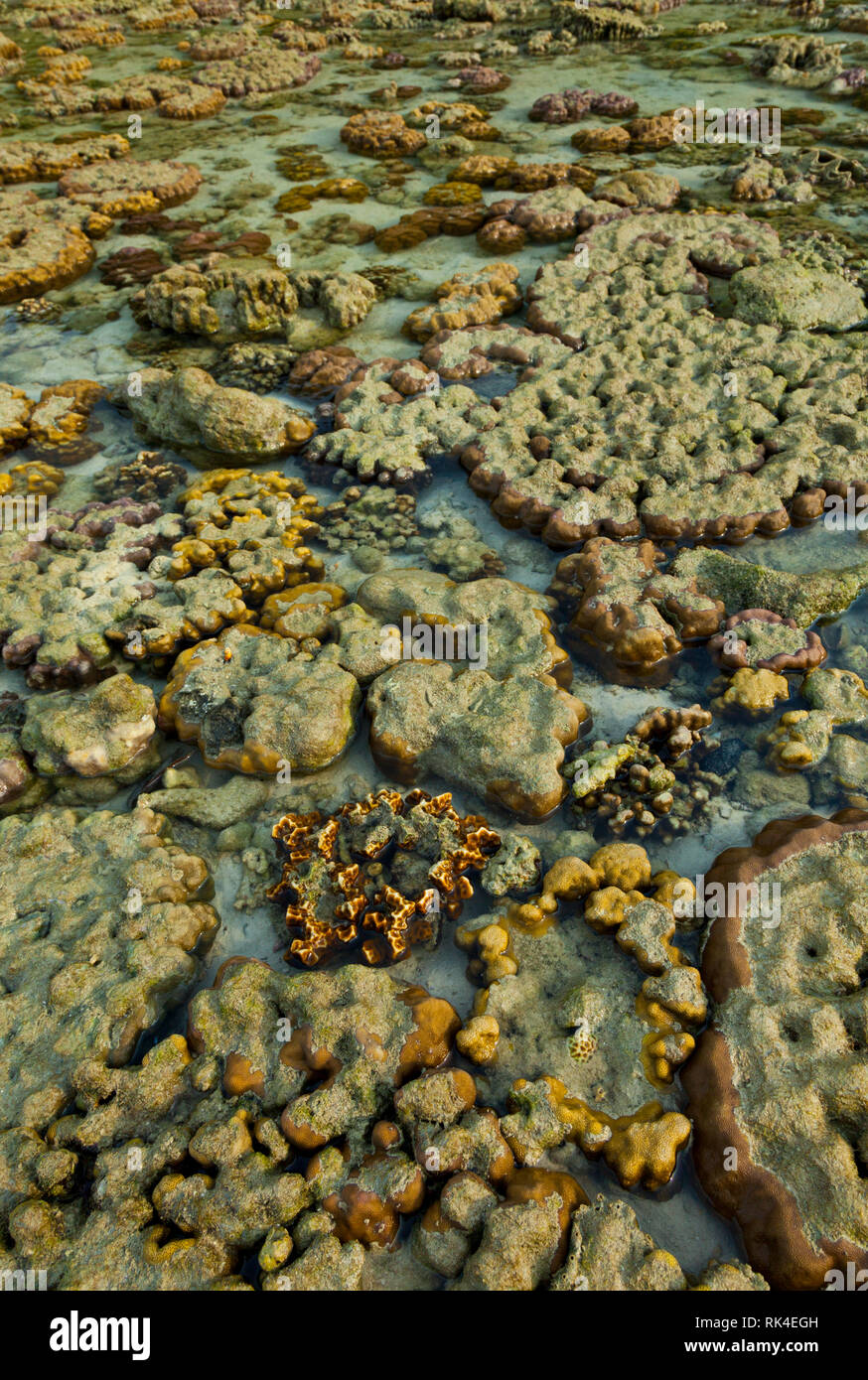 Chicken Island Lagoon Hi res Stock Photography And Images Alamy Chicken Island Lagoon Hi res Stock Photography And Images Alamy