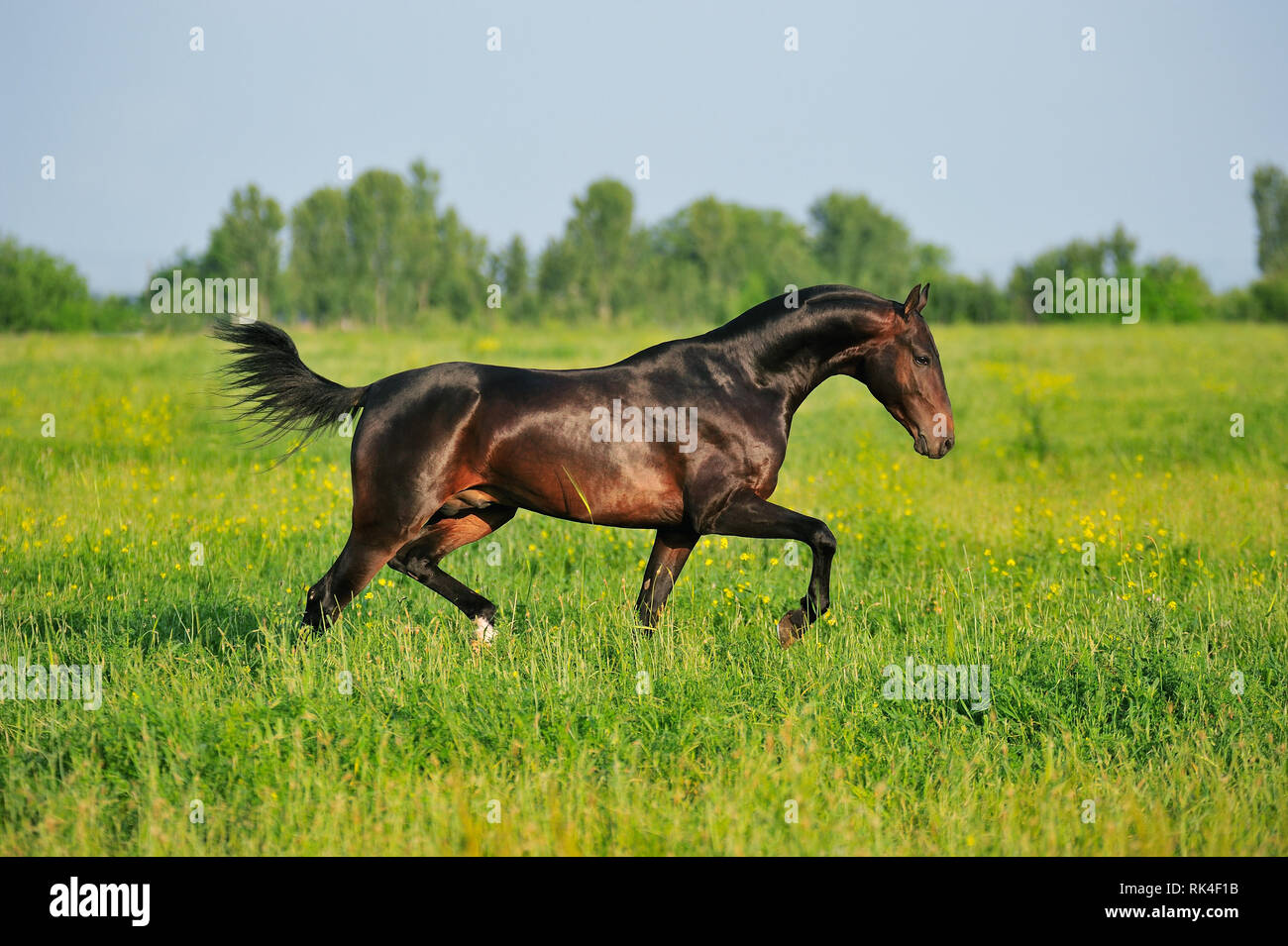 Dark bay Akhal-Teke stallion is running in trot over the summer pasture in a sunny day. Horizontal, side view, in motion. Stock Photo