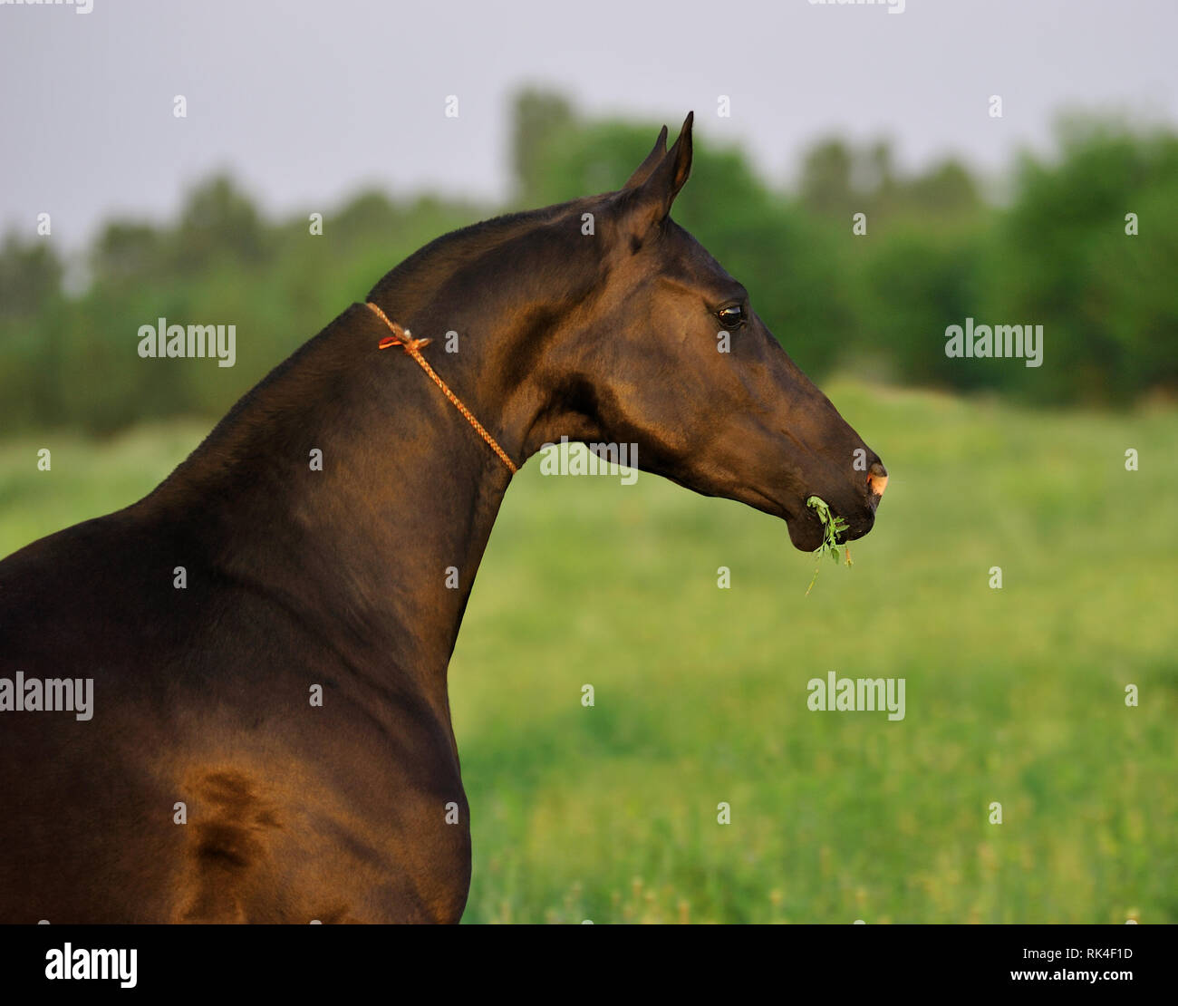 Free bay Akhal-Teke horse standing in the summer pasture with grass in mouth, Horizontal, portrait, side view. Stock Photo