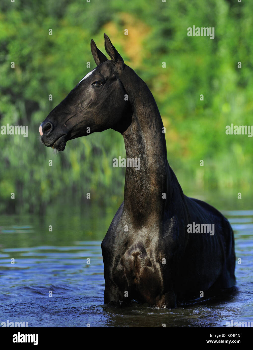 Slender black Akhal-Teke stallion standing in the water in summer sunny day and looking into the distance. Vertical, portrait, front view. Stock Photo