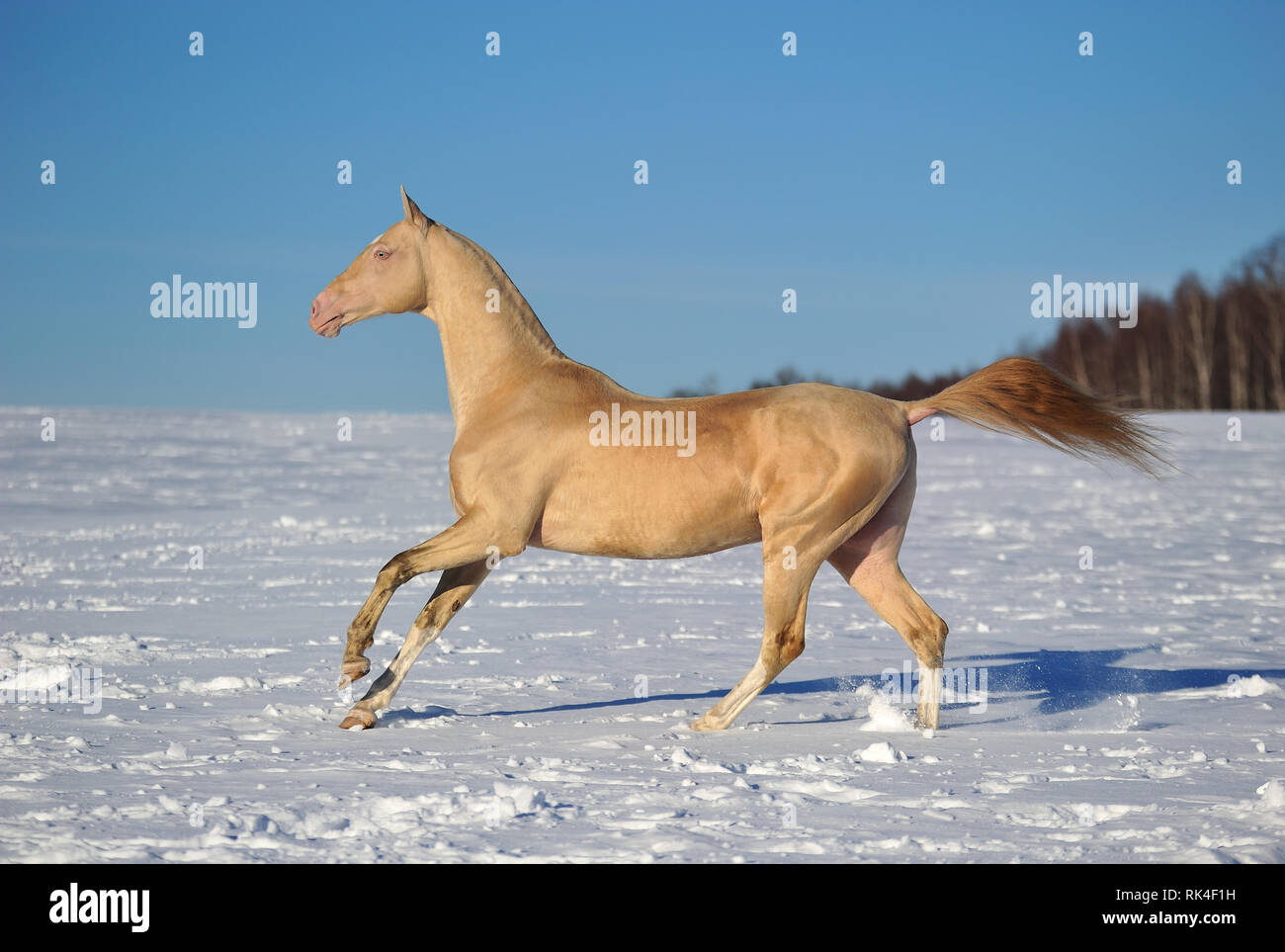 Cremello stallion gallops in the chill snowy morning across winter field. Horizontal, side view, in motion. Stock Photo