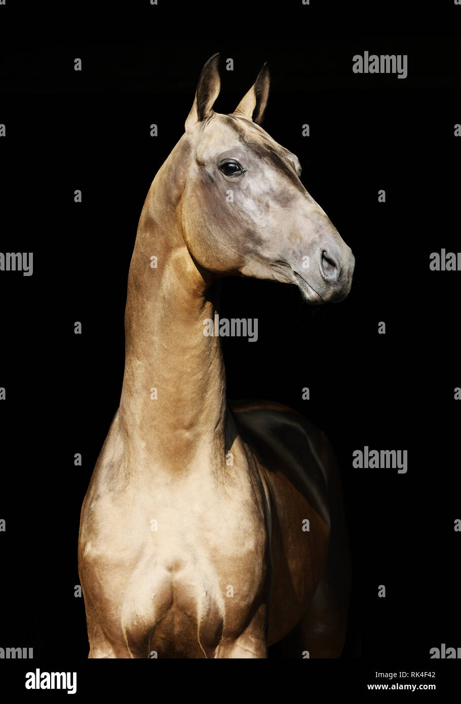 Shiny golden horse isolated on black background is looking to the right posing. Vertical, portrait. Stock Photo