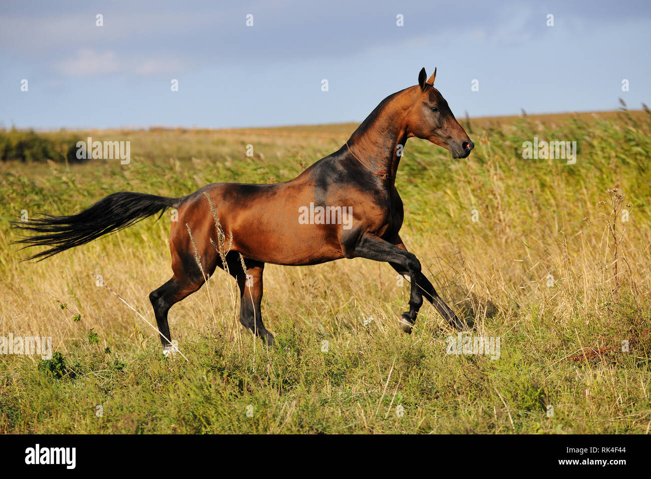 Bay Akhal-Teke stallion gallops through summer field in tall grass. Horizintal photo, looking straight forward, in motion, side view. Stock Photo