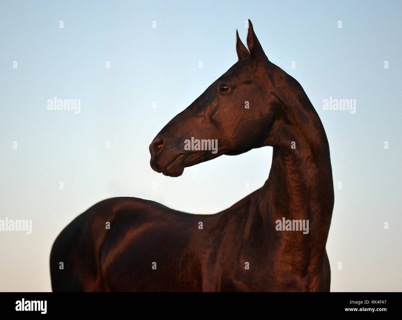 Black akhal teke stallion giving a look to the left in the sunset. Horizontal, portrait,sideways. Stock Photo