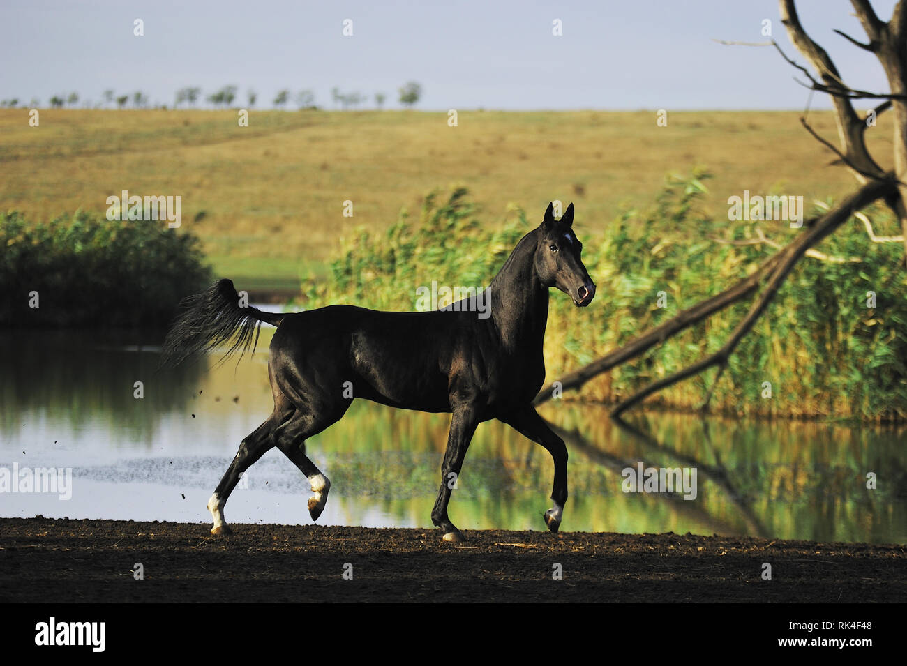 Black Akhal-Teke horse trotting sideways in the summer field near water and looking at camera. Horizonatal photo, in motion, scenery. Stock Photo