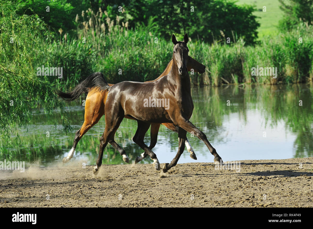 Two horses flying above the ground running in trot near water in summer field. Horizontal, sideways, in motion. Stock Photo