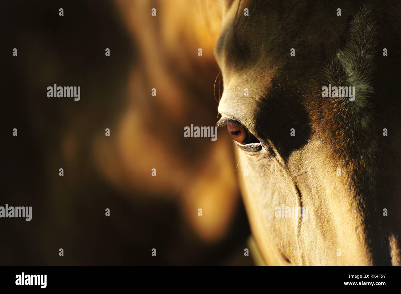 Close up of a bay horse eye and head looking into the camera in the natural sunlight. Horizontal, portrait, front view. Stock Photo