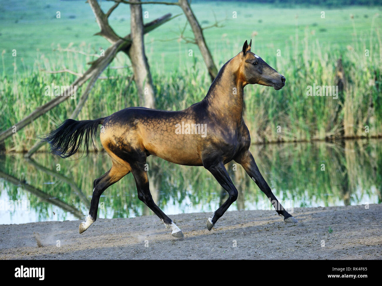 Dappled buckskin Akhal-Teke stallion runs in trot near water with all four legs in the air looking at a camera. Horizontal, side view, in motion. Stock Photo