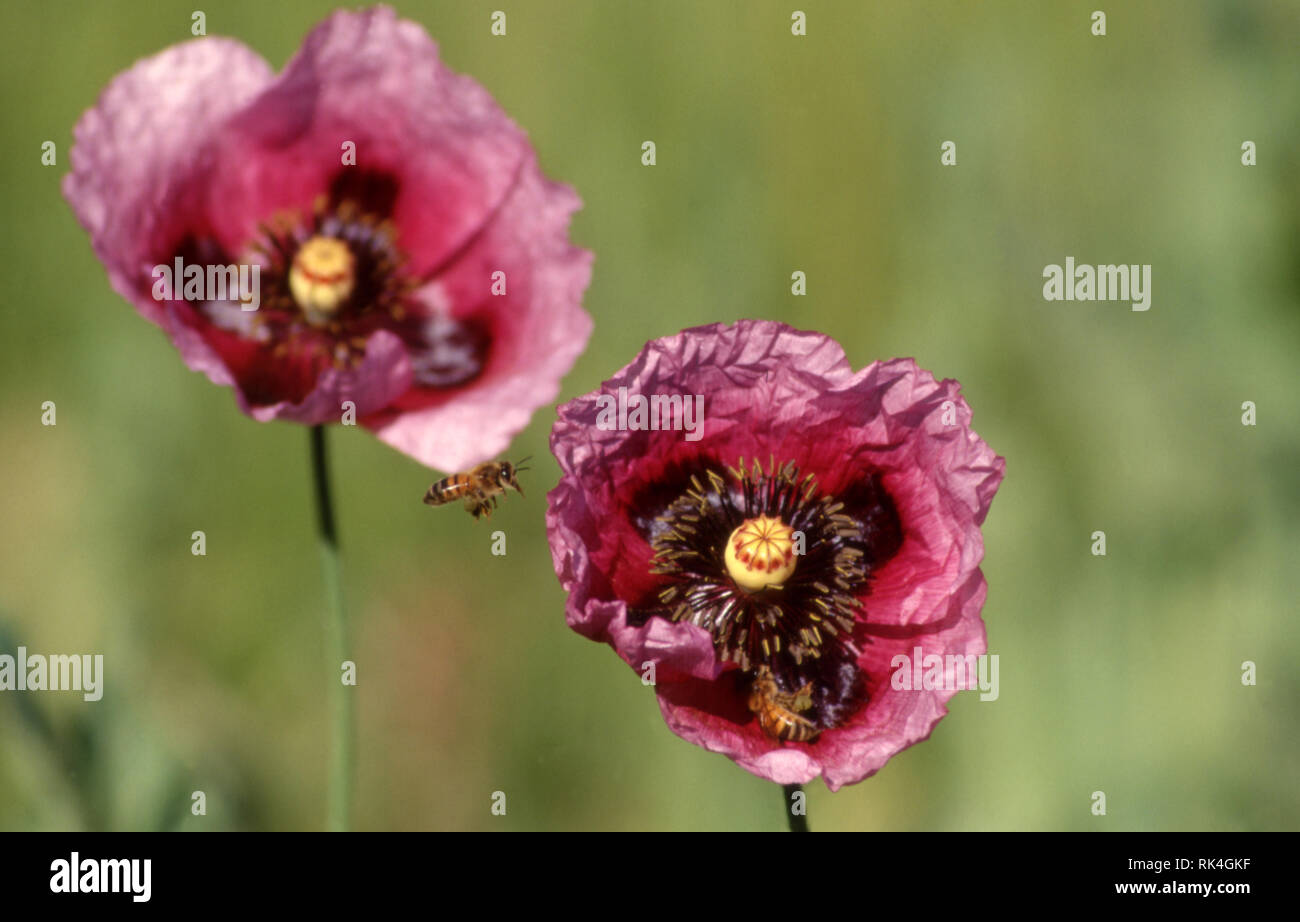 One poppy pink hi-res stock photography and images - Alamy