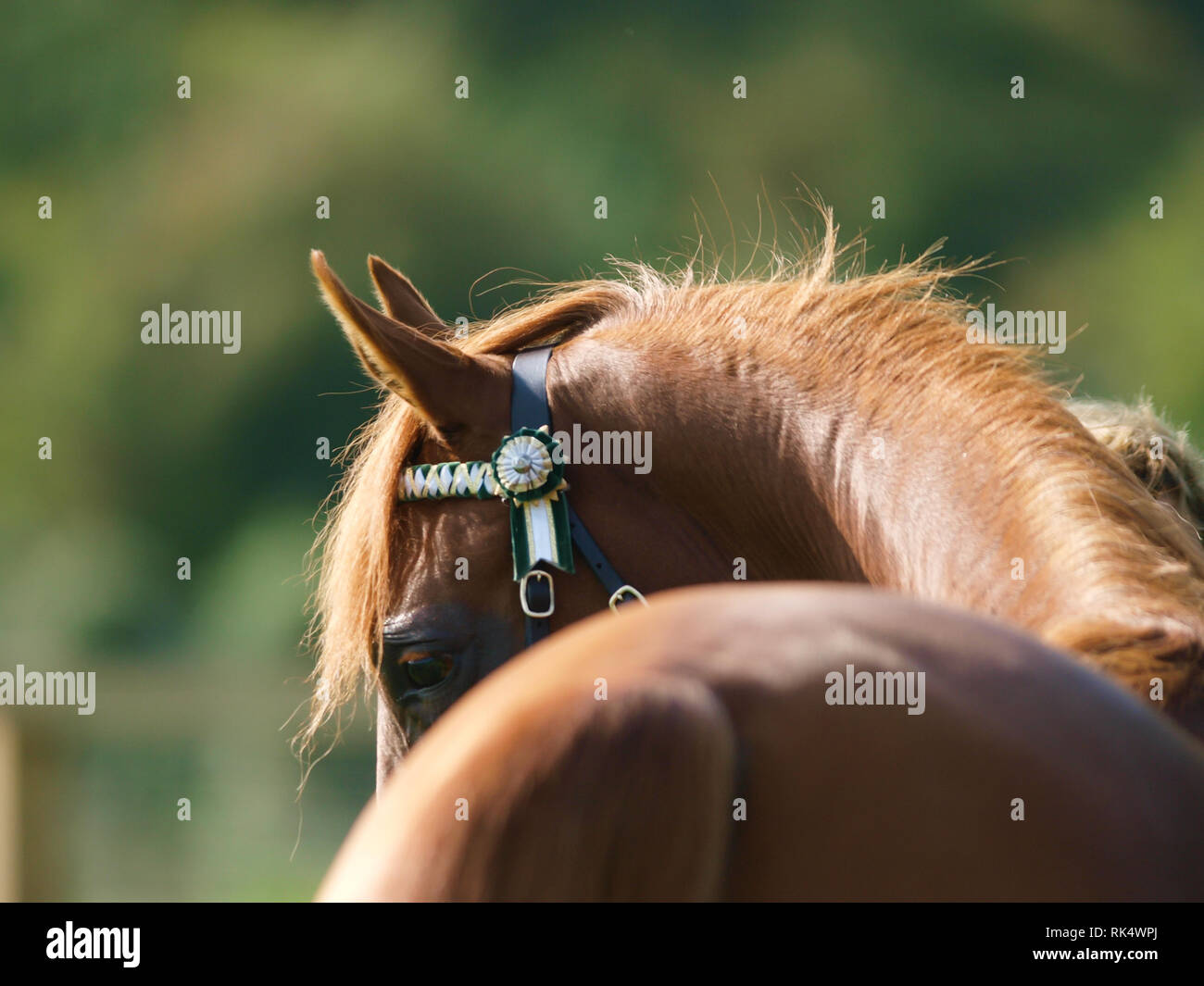 A beautiful horse shot from behind showing the curve of its back and neck. Stock Photo