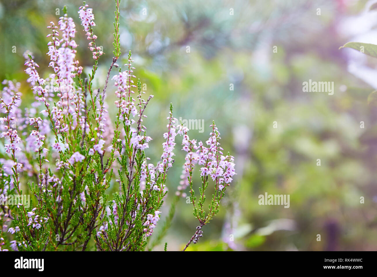 Blooming Heather (calluna Vulgaris, Erica, Ling) In Forest. Stock
