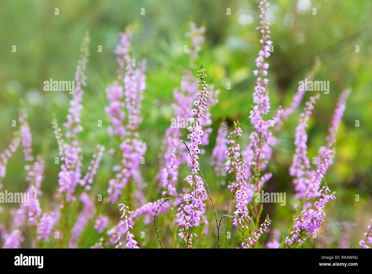 Bunch of purple scotch heather (Calluna vulgaris, erica, ling