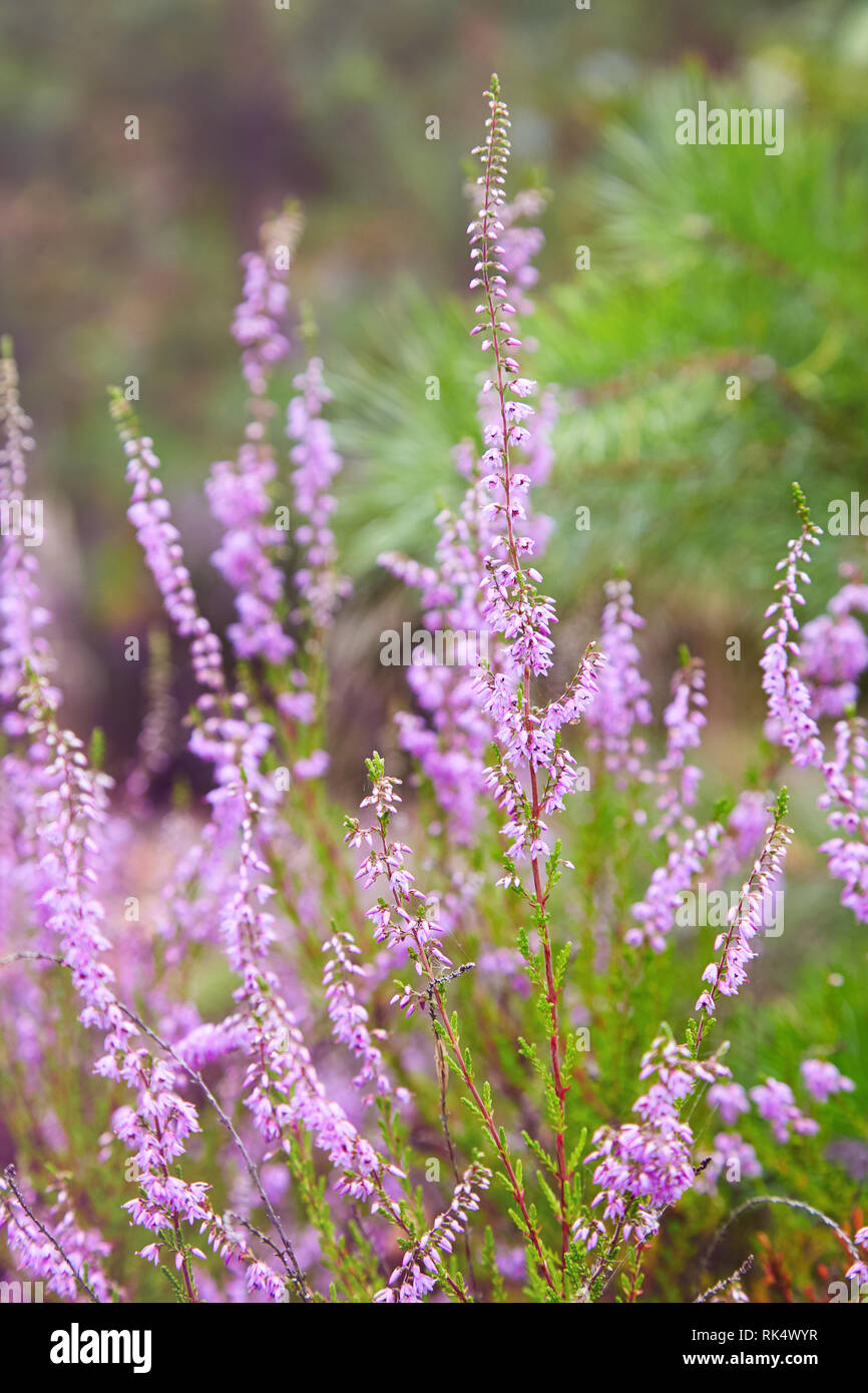 Bunch of purple scotch heather (Calluna vulgaris, erica, ling) bush also called Ling plant on moorland. Heather flowers Pink Calluna vulgaris, soft gr Stock Photo