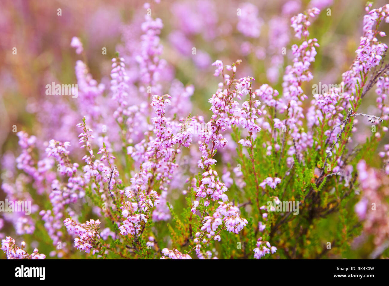 Pink Heather Flower Border (calluna Vulgaris, Erica, Ling) On