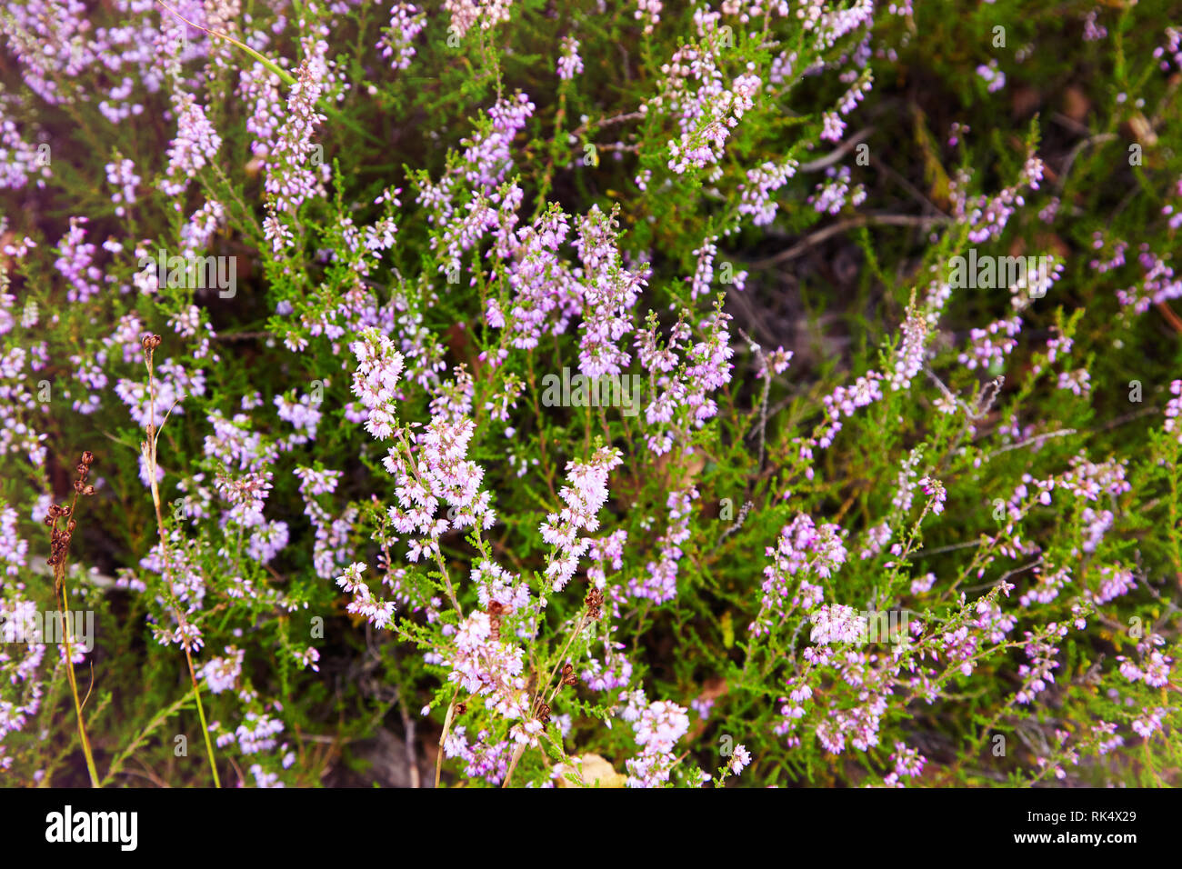 Bunch of Purple Scotch Heather Calluna Vulgaris, Erica, Ling Bush