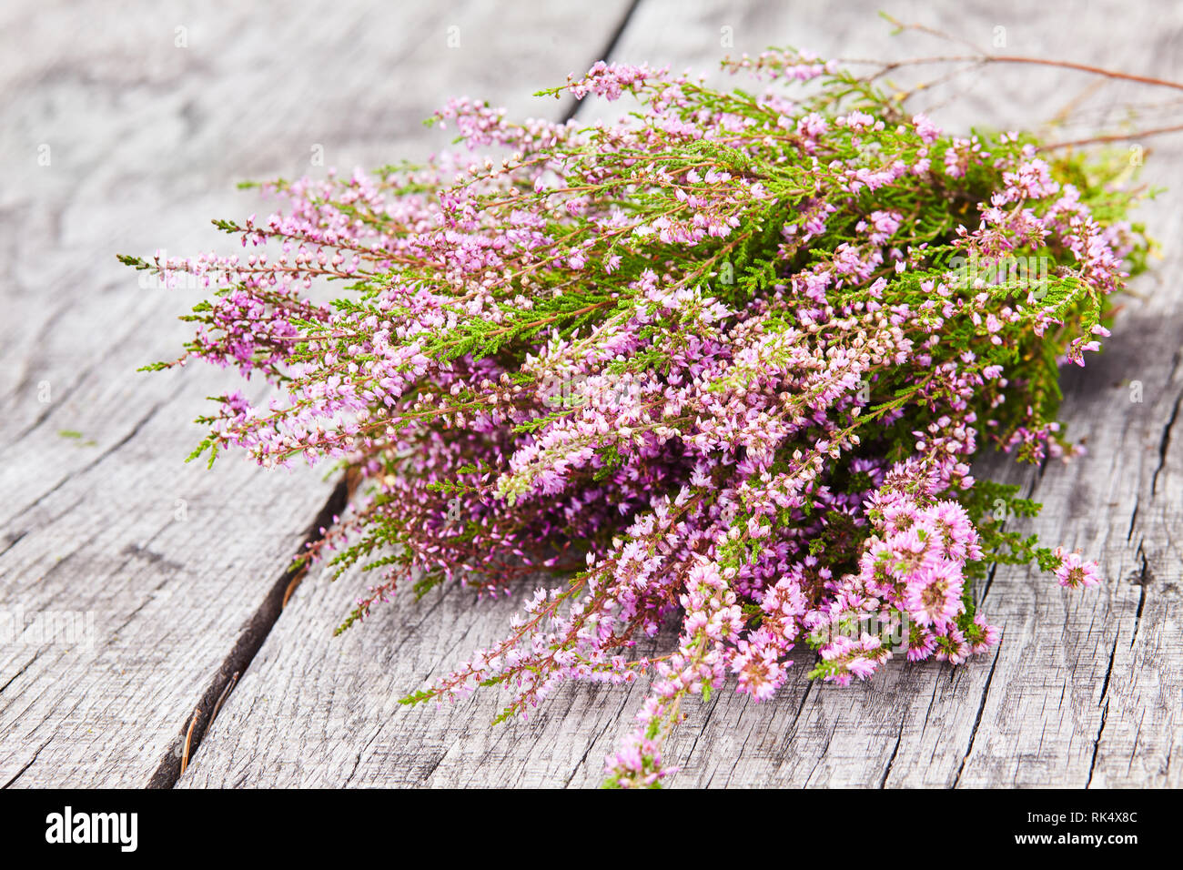 Bouquet of purple scotch heather bush (Calluna vulgaris, erica, ling, also called Ling plant on moorland) on a grey old wooden background Stock Photo