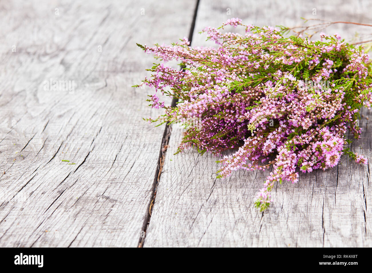Bouquet of purple scotch heather bush (Calluna vulgaris, erica, ling, also called Ling plant on moorland) on a grey old wooden background Stock Photo