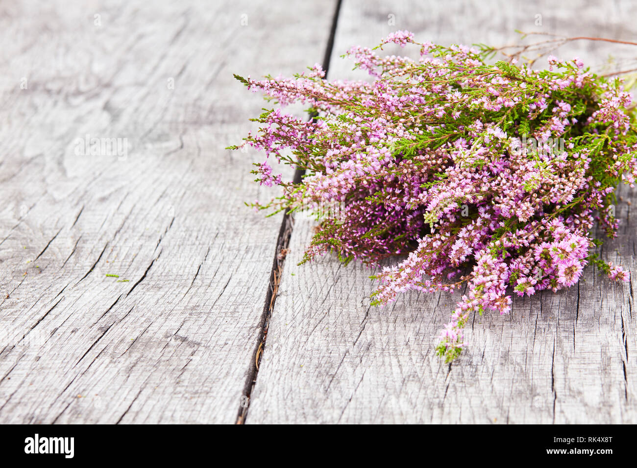 Bouquet of purple scotch heather bush (Calluna vulgaris, erica