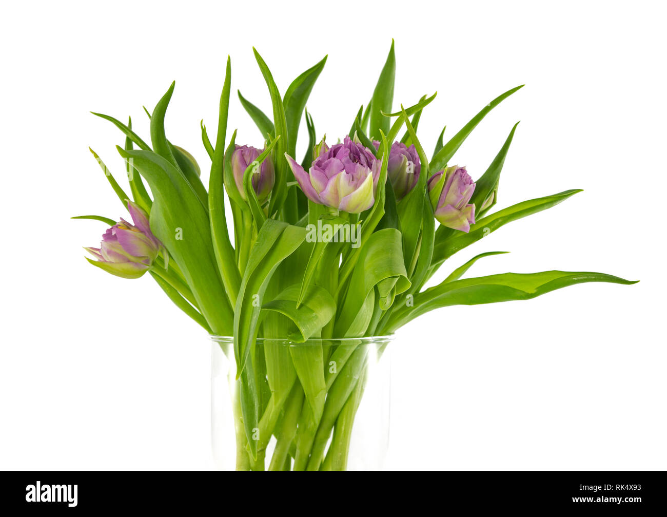 Pink tulips bouquet in vase isolated on white background Stock Photo ...