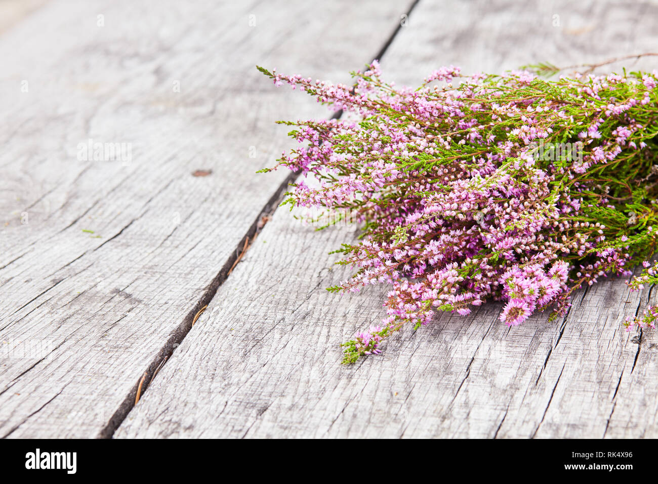 Bouquet of purple scotch heather bush (Calluna vulgaris, erica, ling, also called Ling plant on moorland) on a grey old wooden background Stock Photo