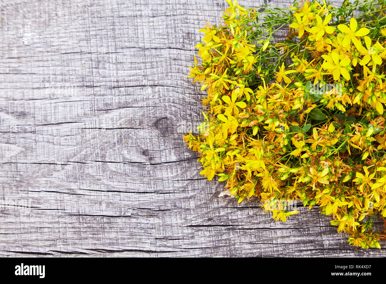 Hypericum - St Johns wort plants on wooden board, top view. Copy Space. Close Up Stock Photo