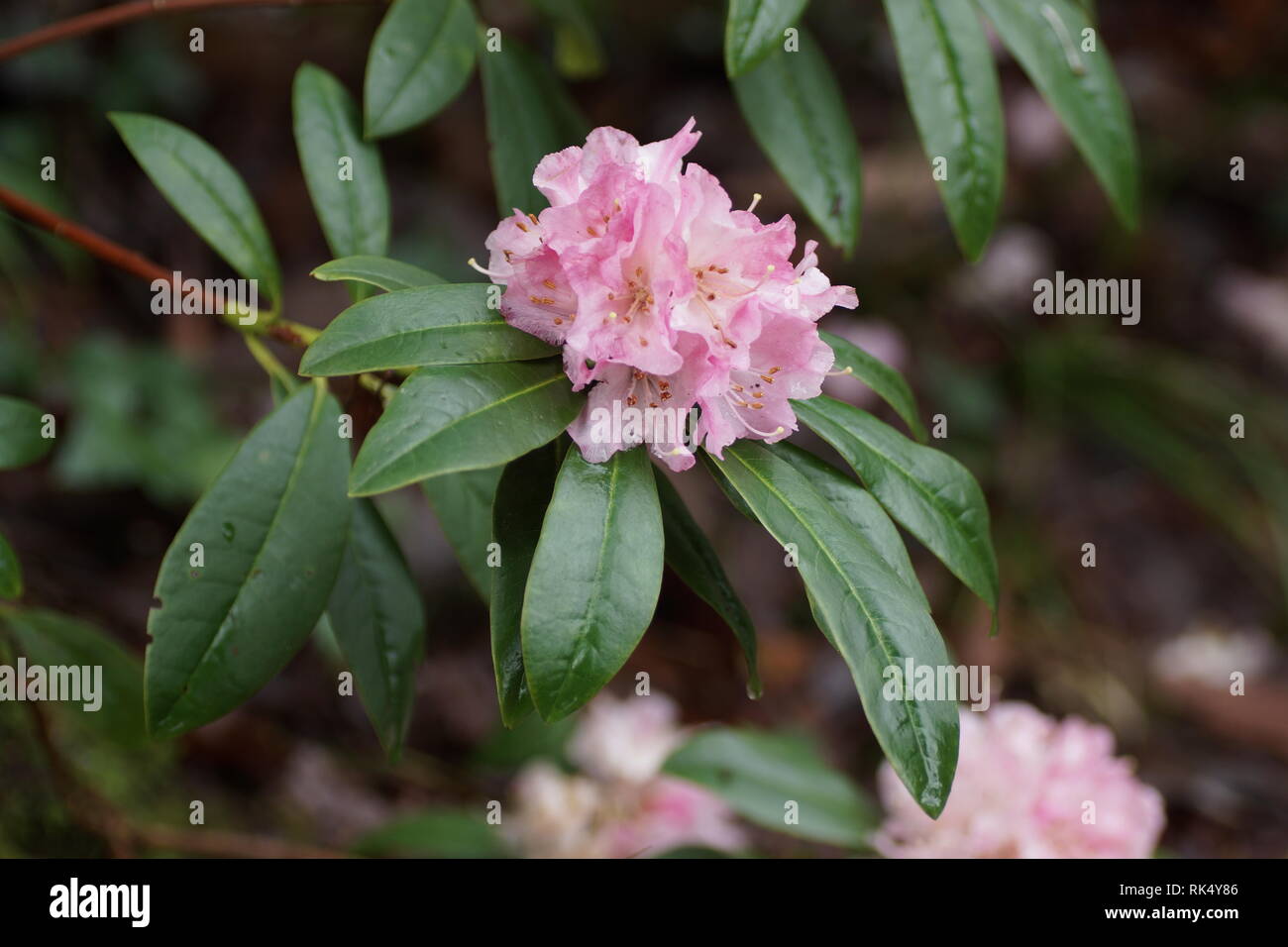 Rhododendron 'Christmas Cheer' at Clyne gardens, Swansea, Wales, UK. Stock Photo